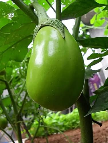 Green Eggplant 200+ Applegreen Eggplant Seeds Very Tasty Asian Thai Indian Bangladeshi Begun Oz Grown #TOP1
