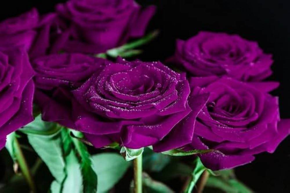 パープルローズ Indian Purple Rose Climbing Live Flower Plant For Indoor and