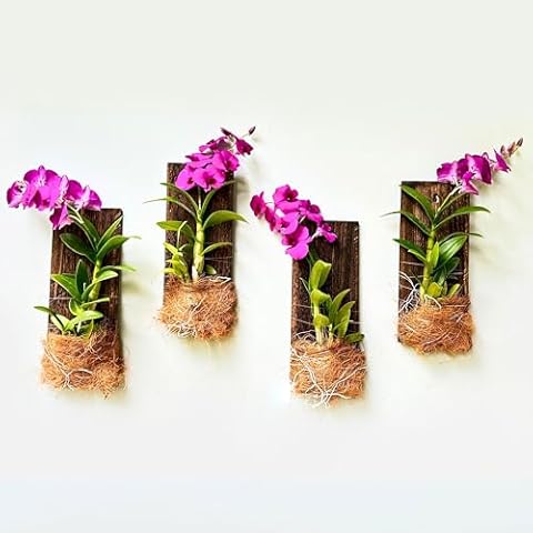 LaLaGreen 4 Pack Wall Hanging Orchid Planters Cover