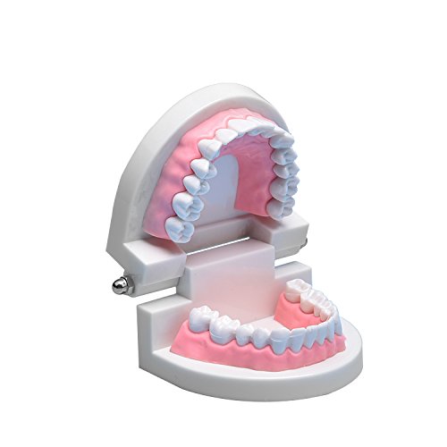 Dental Adult Standard Teeth Model, Typodont Demonstration Denture Model for Kids, Dentist Students