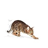 ROYAL CANIN Outdoor | 400 g | Trockenfutter für Katzen | Für ausgewachsene Katzen (vom 1. bis zum 7. Lebensjahr) mit häufigem Freilauf und regelmäßiger Bewegung