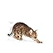 ROYAL CANIN Outdoor | 400 g | Trockenfutter für Katzen | Für ausgewachsene Katzen (vom 1. bis zum 7. Lebensjahr) mit häufigem Freilauf und regelmäßiger Bewegung
