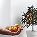 Nagami kumquat - Naranjo enano - Fruta comestible - Maceta cerámica de...