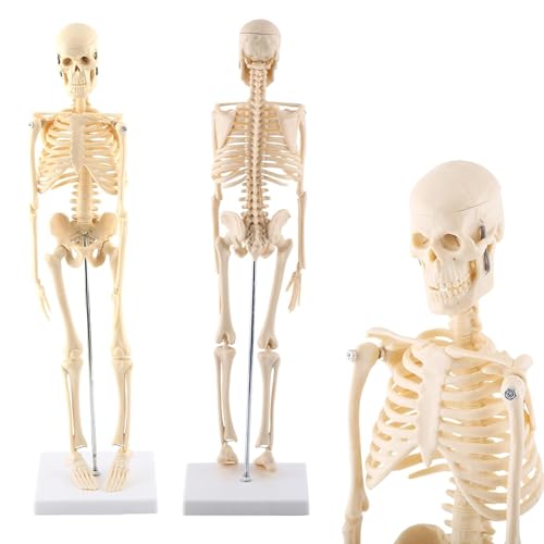 Amazon.co.jp: 人体模型 骨格標本 1/4サイズ 全身骨格模型 約45 cmミニ