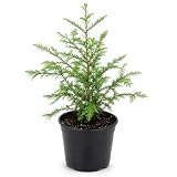 Redwood Tree Live 10-12" Tall in Large Pot, Fast Growing Redwood Seedling, Low Maintenance, Hardy Ornamental Landscape Tree for Garden & Landscape