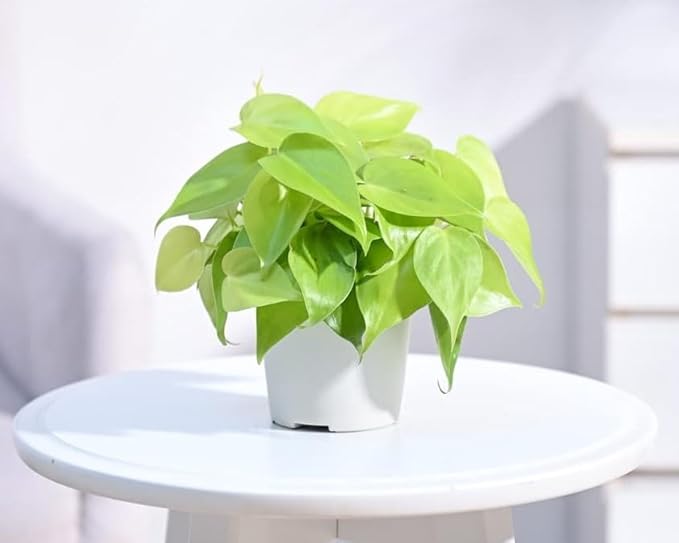 Ugaoo Philodendron Oxycardium Golden Plant With Grow Pot