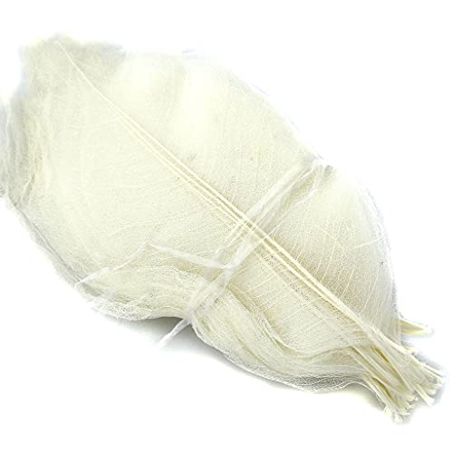 Folhas de esqueleto de magnólia seca natural misturada faça você mesmo