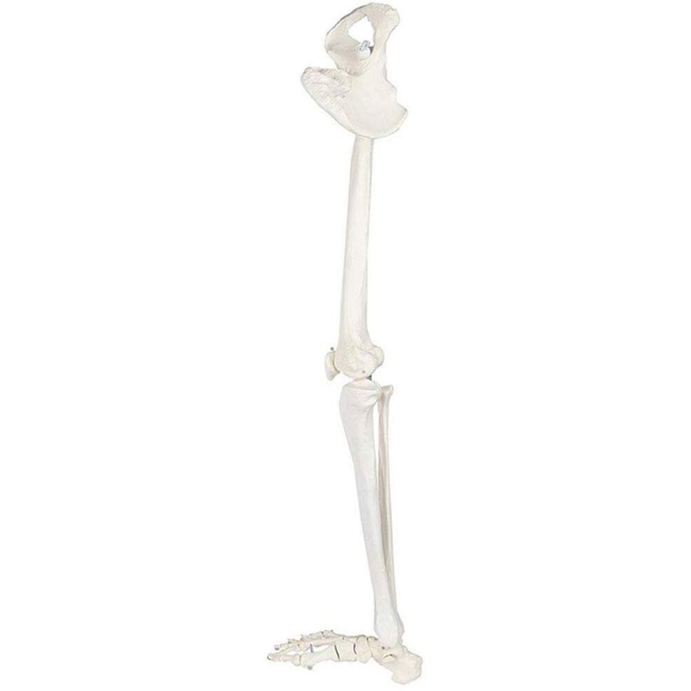 Amazon.co.jp: 下肢骨格モデル人間の脚の骨格バンドル、すべての脚の骨