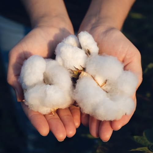 semillas de algodón, interior orgánica variedades antiguas cultivo perennes resistentes 150pcs