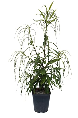 Esskastanie `Asplenifolia´, Castanea sativa, 100-120cm im 5 Liter Topf Cover