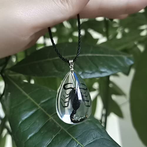 Black Scorpion Necklace Resin Necklace Bug Necklace Transparent Scorpion Pendant Real Black Scorpion Specimen Clear Necklace Scorpion Necklace for Women Men3