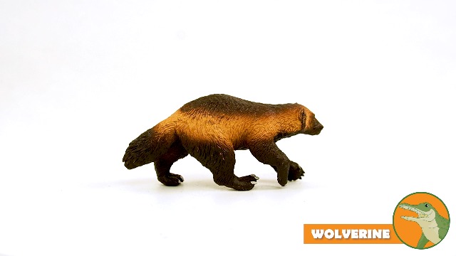 Amazon.com: Safari Ltd. Wolverine Figurine - Detailed 3.75