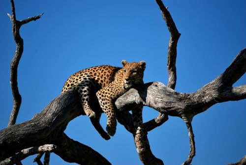 Discover the Wonders of Yala: A Safari Adventure Awaits