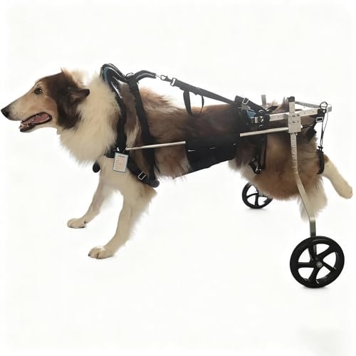 Dog Wheelchair for Hind Legs, Adjustable Large Breed Pet Mobility Cart, Lightweight Aircraft-Grade Aluminum, Height/Length/Width Adjustable, Shock-Absorbing Wheels(M)