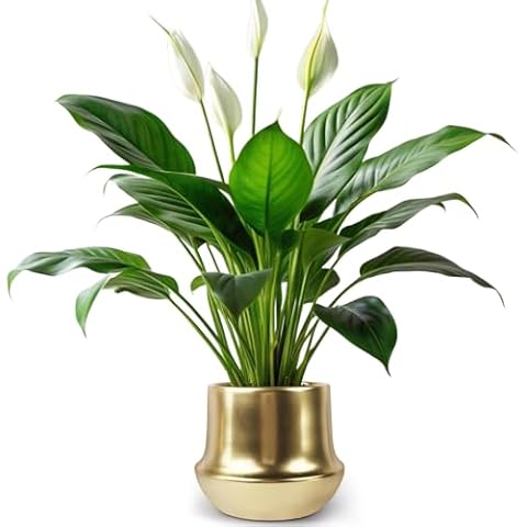 Decor Trends Brass Gold Plant Pot Indoor Planter Small Flower Pot 6 inch Ceramic Plant Flower Pot Container Decorative Gold Pots for All House Plants ,Succulents,Flowers and Cactus, Small 5.9‘’ Cover