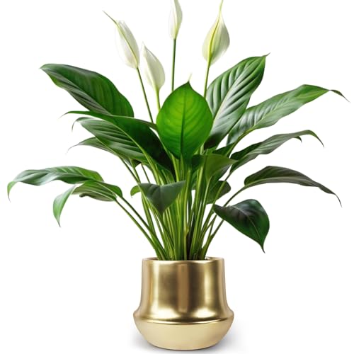Decor Trends Brass Gold Plant Pot Indoor Planter Small Flower
