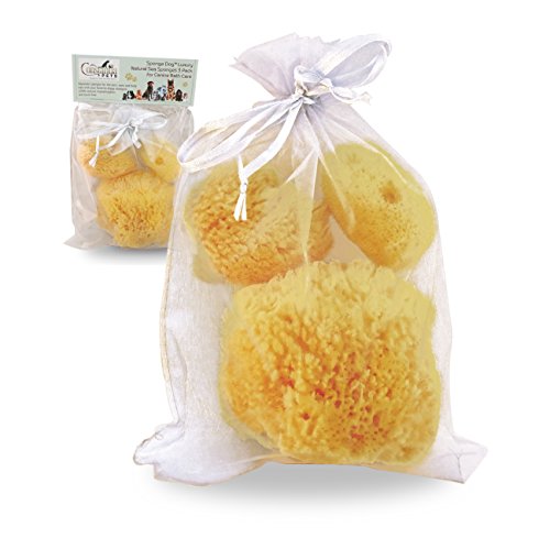 Constantia Pets Sea Sponges for Dogs - Luxury Canine Bath Care, for Pet Grooming, Soft & Gentle Pampering