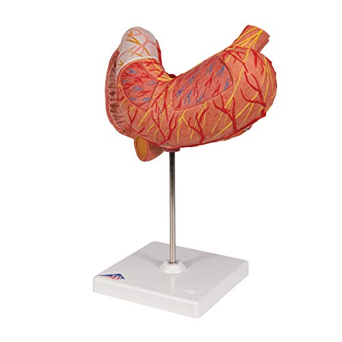 Image of 3B Scientific K16 Stomach 3 part - 3B Smart Anatomy