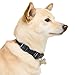 Reddy Reflective Webbing Adjustable Dog Collar Blue Medium