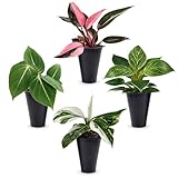Philodendron Gloriosum Plant (4 Pack) Live Starter Plug Plants, Rare Indoor Tropical Houseplants, Velvet Leaf Philodendron, Easy Care Foliage Plants Live