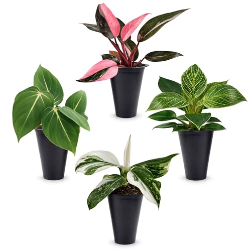Philodendron Collection (4 Pack) - Birkin White Princess Pink Princess Gloriosum-Rare Variegated Indoor Houseplants Tropical Plants Live Live Plants