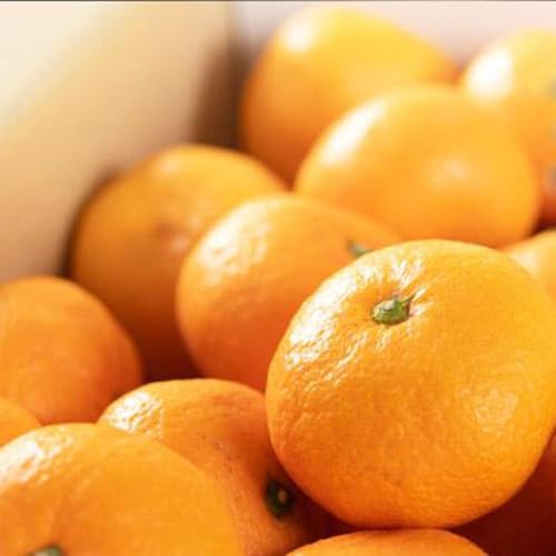 [先行予約]蔵出しみかん6kg(大玉2L・3Lサイズおまかせ)[ご家庭用]ちょっと訳あり 和歌山県下津町から農園直送!1月上旬頃発送開始 まごころ産直みかん[北海道・沖縄県・一部離島 不可]わけあり 訳アリ