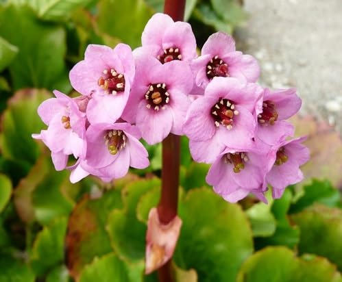 Fresh Bergenia Flower Seeds Purple 80pcs