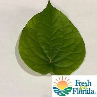 Fresh Betel Leaf, Paan, Piper Betel (10) NOT A PLANT Handpicked Premium Quality For Chewing, Religious Puja, Ayurvedic Use Indian Tambul, Vettila, Tambaku Patta 10 Count