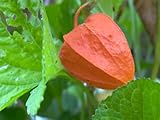 100 Chinese Lantern (Winter or Ground Cherry/Japanese Lantern) Physalis Alkekengi Flower Seeds