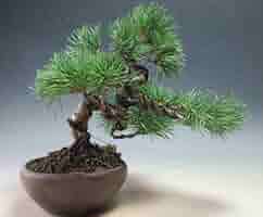 Amazon｜盆栽 松 福島五葉松の根上がりミニ盆栽【現品