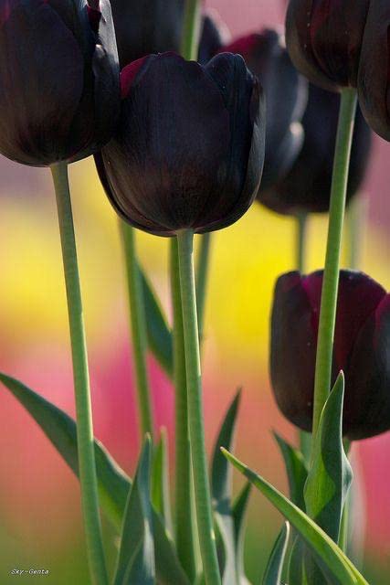 Radha Krishna Agriculture® 3pcs Tulip Bulbs Tulip Black Tulips Varieties Collection Tulips Bulbs for Gardens Spring Flowering Bulbs Ready to Plant Flower Bulbs
