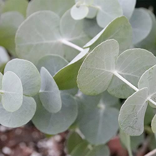 Qauzuy Garden 2500 Eucalyptus Silver Dollar Tree Seeds For Planting | Fragrant Flower Attract Pollinators Perennial Garden Tree Striking Accent Privacy Screen #TOP2