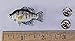 White Crappie, Fish Pin, Hand Painted, FP072B, 1 ¾”, Sunfish family, Fishing, Lapel, Hat, Pins, Brooch, Brooches, Jewelry, Gift, 100% Handmade in the USA, 200 Fish Designs Available.