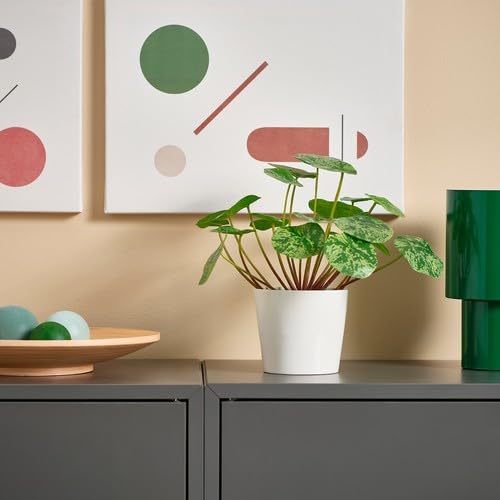 Amazon｜IKEA イケア 人工観葉植物 室内 屋外用 ピレア 9cm m20600888