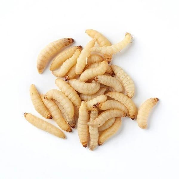 Wiggly Wigglers Wax-Worms (40 g Pack of 2)