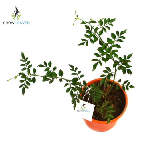 Image of live plants (CHMELI)