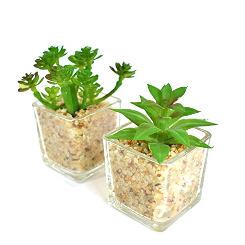Artificial Bonsai Small Plant with Pot - (Clear) (Pack of 2)