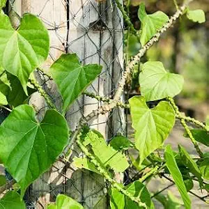 Guruji Plantation Giloy Plant Indoor Plant For Home and Office with Pot (Pack of 1) (Green)