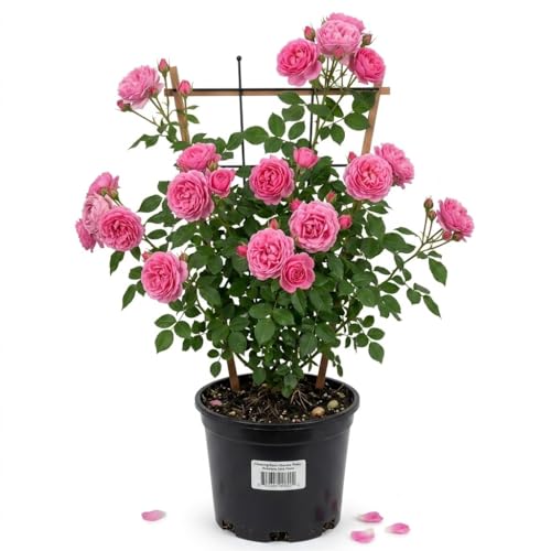 Image of Climbing Rose Imported Live Plant | Pure Pink Flowering Gulaab Creeper Plant | Fragrant Outdoor Climbing Rose for Home Garden Balcony Terrace Wall Fence Decor | Pack of 1 With Pot
