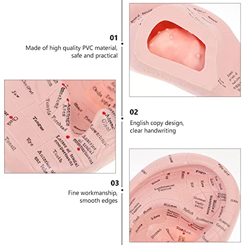 Doitool Ear Acupuncture Model Professional Reflexology Acupoint Learning Display Laboratory Supplies #TOP5