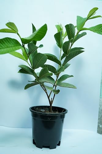 Image of Live Amrud (Guava) Fruit Plant with Pot | Exotic, Fresh & Healthy Guava Tree | Easy-to-Grow Indoor & Outdoor Plant | Pack of 1