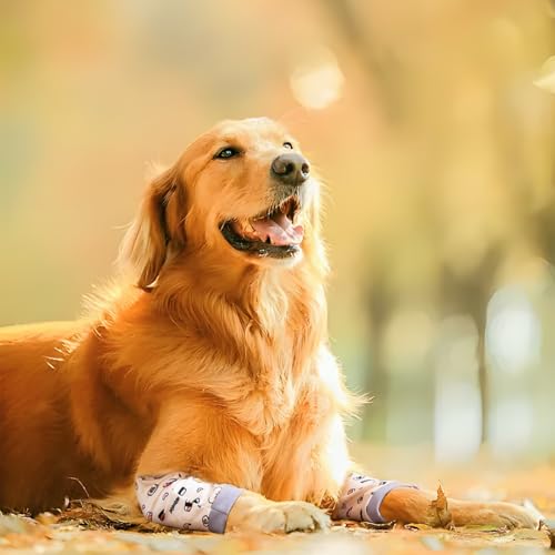 2 Stück Ellenbogenbandage Hund, liegeschwielen Hundebody Nach Op, Kniebandage Hund Hinterbein, Pfotenschutz Hund, Mittelgroße und Große Hunde Chirurgie Erholung Recovery Sleeve für Vorderbeine (2XL)