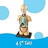 Learning Resources Modelo Anatómico Cuerpo Humano, Ages 8+, Maqueta de Anatomía Infantil con 31 Piezas, Aprendizaje Práctico sobre Órganos y Sistemas del Cuerpo, Incluye Guía Educativa y Soporte #5