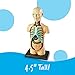 Learning Resources Human Body Model, 31 Pieces, Grades 3+, Ages 8+, Science Classroom Demonstration Tools, Realistic Human Anatomy Display