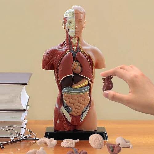 Image of Miniature Body Parts Mini Human Body Models, 3D Body Parts Set 8pcs Anatomy and Physiology Tools