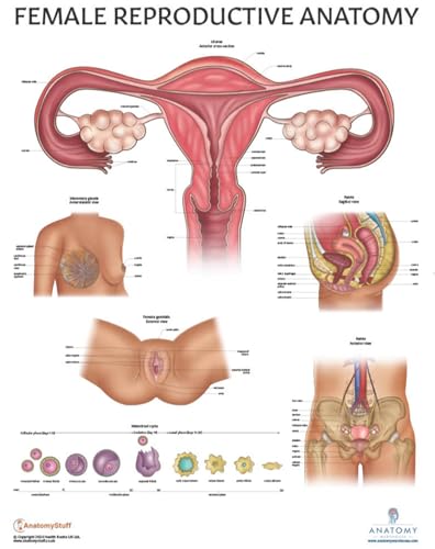 Image of Anatomy Lab Human Female Reproductive System Anatomy Poster, Laminated | Anatomy and Physiology, 17.3 x 22.5 Inches, Body System Diagram, Anatomical Chart for Education Learning and Students