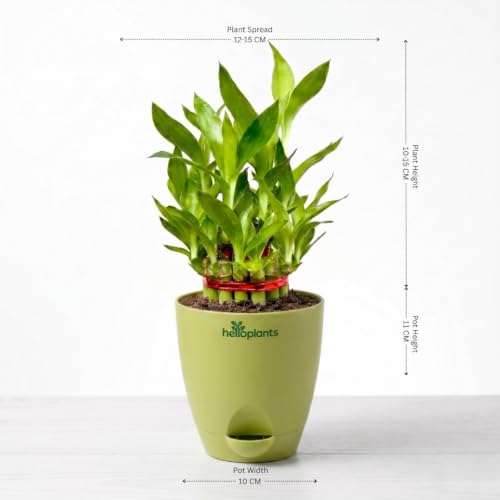 Image of ZZ Green, Lucky Bamboo & Syngonium Green Live Indoor 3-Plant Combo in 4-Inch Self-Watering Matte GreenPots | Low-Maintenance, Air-Purifying Houseplants for Home, Office & Desk Decor