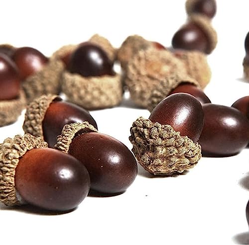 Generic Artificial Acorns for Fall Autumn 20pcs Display Wedding Fall Parties Decoration Craft DIY 20pcs, Silver