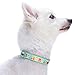Blueberry Pet Essentials Multicolor Tulip Floral Print Adjustable Dog Collar in Pastel Blue, Small, Neck 12