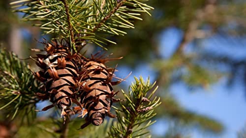 15 Douglas Fir Tree Seeds Douglas Fir Seeds, Douglas Spruce, Oregon Pine And Columbian Pine Seeds Non-Gmo #TOP3